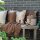 Knit Factory Uni Decke 160x130 cm Glatt Beige