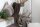 Knit Factory Beau Kissen 50x50 cm Glatt Grau