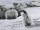 Zo!Home Flanell Tadzio Bettwäsche 135 White Animals White 1 Bettbezug 135x200cm + 1 Kissenbezug 80x80cm