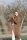 Knit Factory Bobby Strickjacke 40/42 Glatt Braun