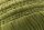 KAAT Amsterdam Kissen ko Quilta_Olive Green_UV_UV_43x43 1 Zier 43 cm x 43 cm grün