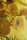 Beddinghouse x Van Gogh Museum Mako Satin Bettwäsche Tournesol_Yellow_ _UV_200x200 + 2x 1 , 2 Kissenbezüge 200 cm x 200