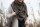 Knit Factory Coco Dreiecksschal Iced Clay