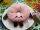 Kuscheltier Food Foodies Plüschtier XXL 20 cm Stofftier Anime Kawaii Plush Stofftier Cute Plushie Halloween Weihnachten Geschenke für Kinder Donut