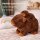 Capybara Kuscheltier mit Baby 26 cm – Plüschtier Capybara Stofftier weich – Tierfigur mit Baby auf dem Rücken – zufällige Farbvariante – Geschenkidee für Kinder