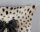 Pure Bettw&auml;sche 155x220 + 1 x 80x80 cm Mikrofaser Ragna Leopardenmuster mit Schleife natur